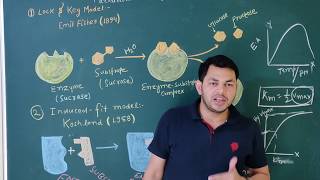 Biomolecules part 12, Mechanism of enzymes action, factors affecting enzymes activities for NEET/11t