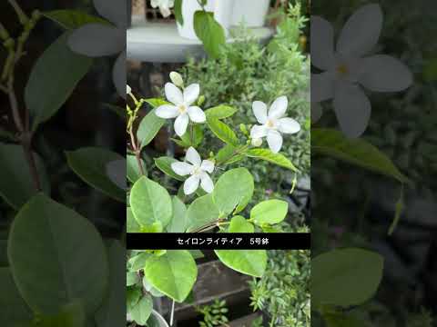 巨大なハイビスカス、多年草のハイビスカス 植物