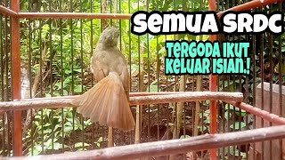 Download lagu PANGGILAN SRDC GACOR FULL ISIAN, PANCINGAN SRDC BIAR BUNYI GACOR mp3