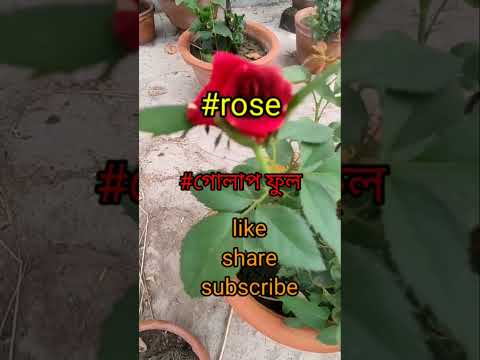 #rose # roses #viralshort #flower #viralshort