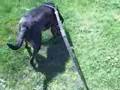 Me Walking Gracie Lou Freebush