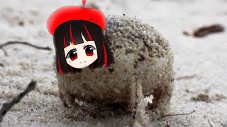 A very angry 3rinchan frog
