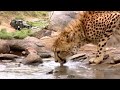 4 Wheel Drive Time Big Cat Diary BBC Earth