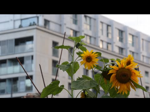 Wawangarda S01E04: Ogród Warszawa || The Warsaw Garden