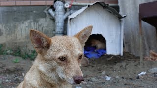 Now Puppies and Mother Dog have Their OWN House - Entering New house for the first time