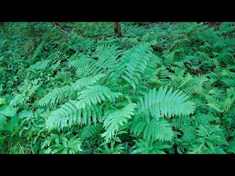 Interrupted Fern (23 June 2022)