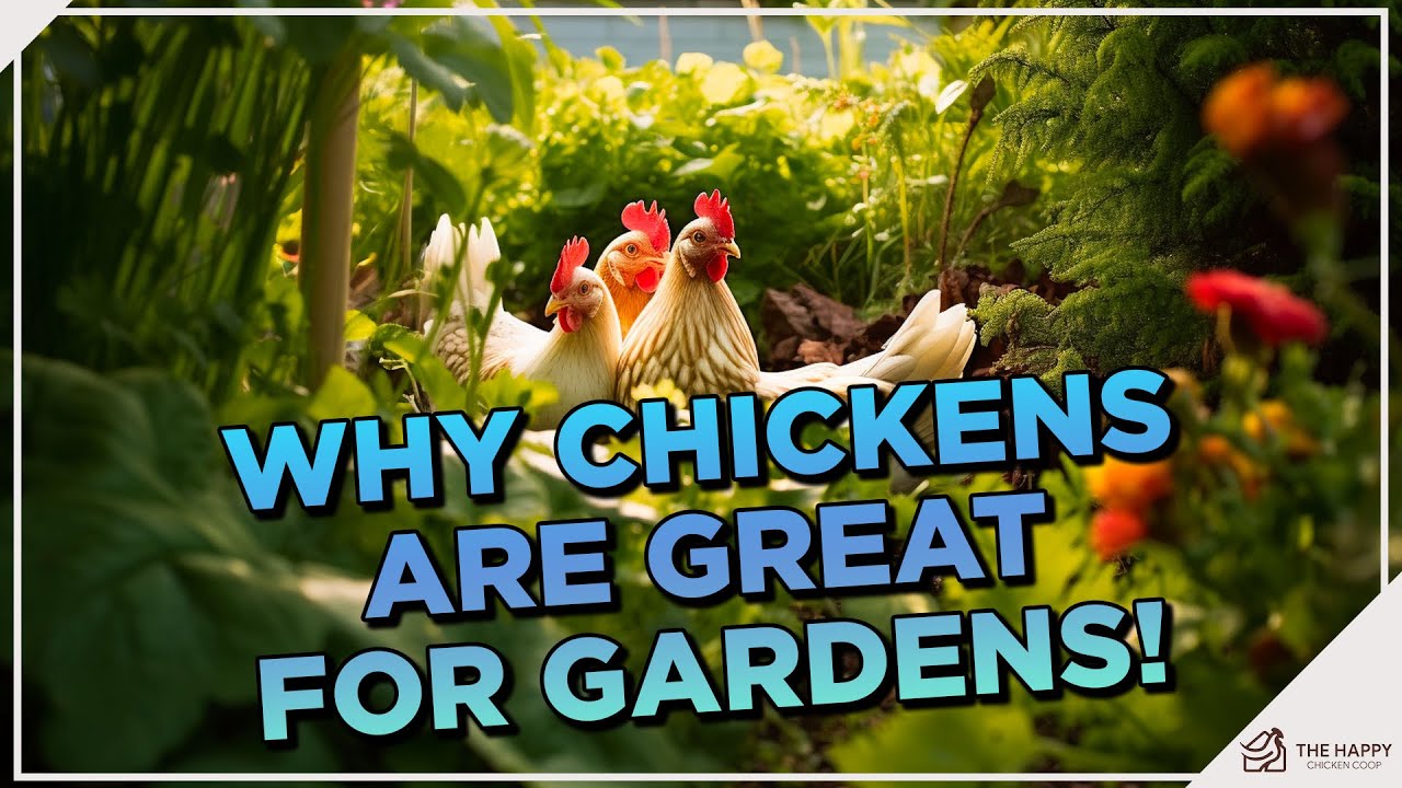 How does a chicken use the ecosystem? Tipseri