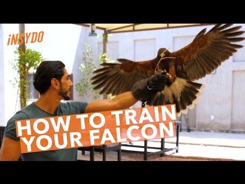 How to Train... Your Falcon
