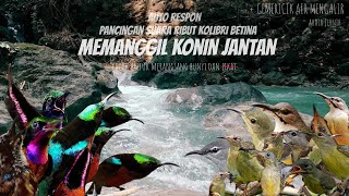 Download lagu Ampuh Suara Konin Ribut Full Isian Untuk Pancingan Burung Auto Respon (Tidak Untuk -Pikat- ) mp3