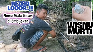 Download lagu Dapat Perkutut Lokal _ WISNU MURTI _ Di Ombyokan Ratusan Ekor ‼️ 🤩🤩 mp3