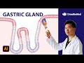 How To Draw Gastric Glands In Adobe Illustrator Scientific Illustration Graphical Abstract
