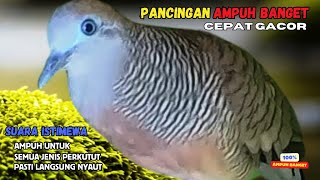 Download lagu Perkutut Lokal Gacor Suara Kung Besar Pancingan Semua Perkutut Agar Cepat Bunyi! | Zebra Dove 142 mp3