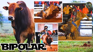 BIPOLAR – O TOURO MAIS PREMIADO DO BRASIL | HISTÓRIA COMPLETA