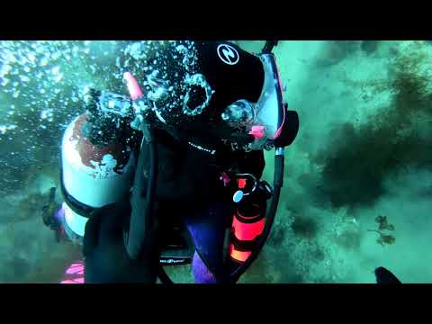 Casino Point Dive Park Catalina  January 27, 2019