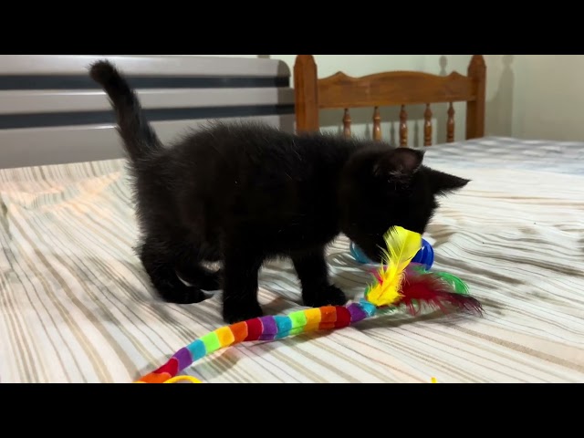 ❤️ 2 Chatons à Adopter – 2 Mois, Poil Long – Voir Vidéo ❤️ dans Chats et chatons à adopter à Laval/Rive Nord