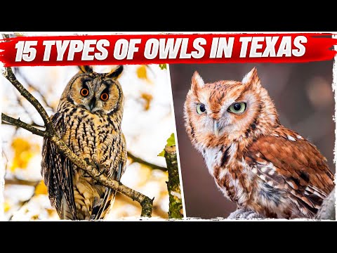Types Of Owls In Texas
