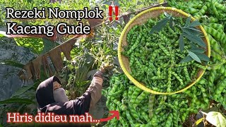 Download lagu Kacang Kaya Manfaat, Resep Sayur Lodeh Kacang Gude / Kayo mp3