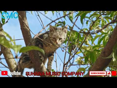 #Cat #BabyCat🐈Cat and Funny Cat's Videos Compilation #24| Suhana Music Company #BabyCat🐈#FunnyCat's🐈