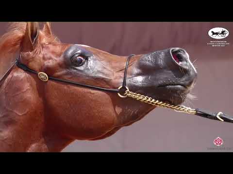 N 112 HADER AL SHAQAB   Mediterranean and Arab Countries AHC   Menton 2022   Colts 3 Years Old Class