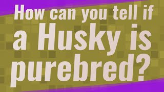 How can you tell if a Husky is purebred?