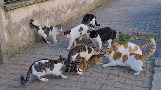 [轉錄] 貓貓大雜交orgy