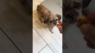 Video preview image #1 Shih Tzu Puppy For Sale in Benton, LA, USA