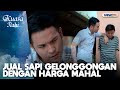Beli Sapi Murah Jual Sapi Gelonggongan Dengan MahalKUASA ILAHI JURAGAN SAPI CURAH PART 2 4