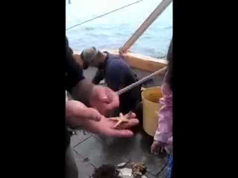 Sand collars and starfish