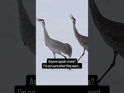Sandhill Cranes - Saskatchewan April 2026