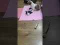 Masha Active After Vaccination