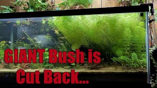 Monster Limnophilia Smothering My Aquarium 