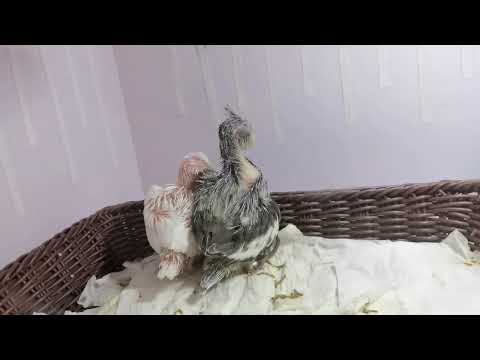 The Tiniest Bird You've Ever Seen - Zebra Finch Hatching