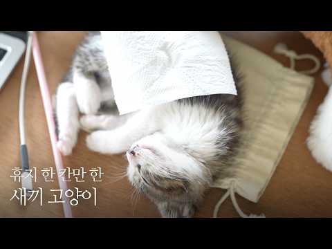 휴지 한 칸이면 충분한 새끼 고양이