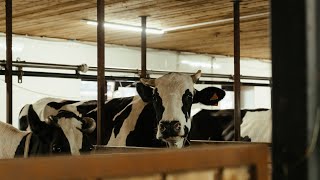 🥛Katkısız organik süt almaya gidiyorum.✅🥛