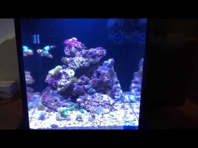 3 week Reef Tank Update Nuvo 10 Gallon Modified Review