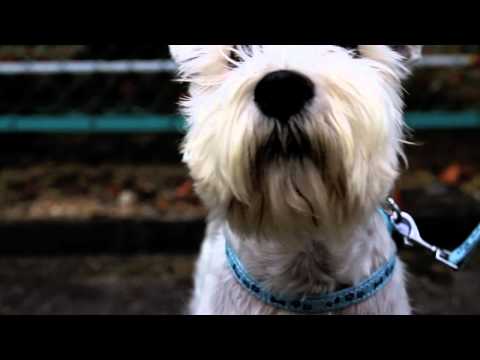 Arnold the Miniature Schnauzer