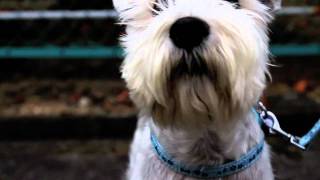 preview picture of video 'Arnold the Miniature Schnauzer'