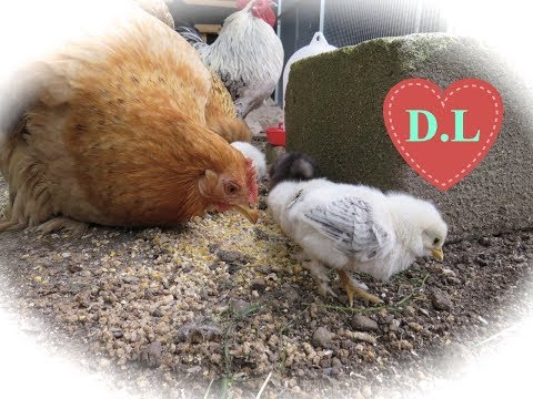 Hühner anschaffen,Hühner halten?Hühner sind einfach klasse !