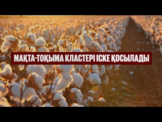 Мақта-тоқыма кластері іске қосылады