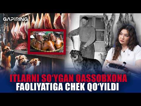 Itlarni so'ygan qassobxona faoliyatiga chek qo'yildi | GAPiRING+