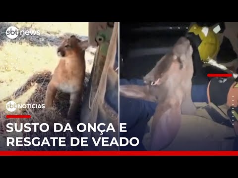 Onça-parda surpreende lavradores e bombeiros salvam veado de ataque no RS | #SBTNoticias