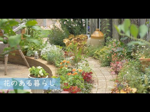 完全なサンベッド用の花 ベゴニア センパーフローレンス サマー ガーデン