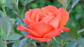 Beautiful Goodbye (Josh Kelley)