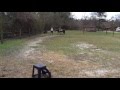 Natalie Girl Rides Pony At Old McFayes Farm Castle Hayne NC Horse Ride
