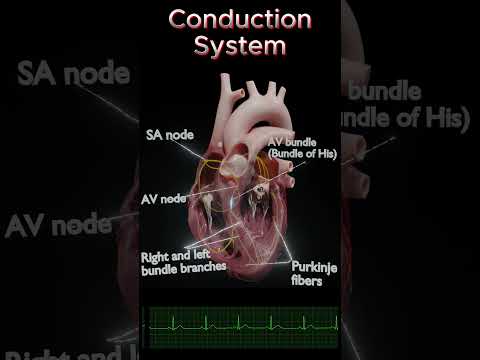 Cardiac Conduction System Explained | SA Node, AV Node, NSR & Arrhythmias