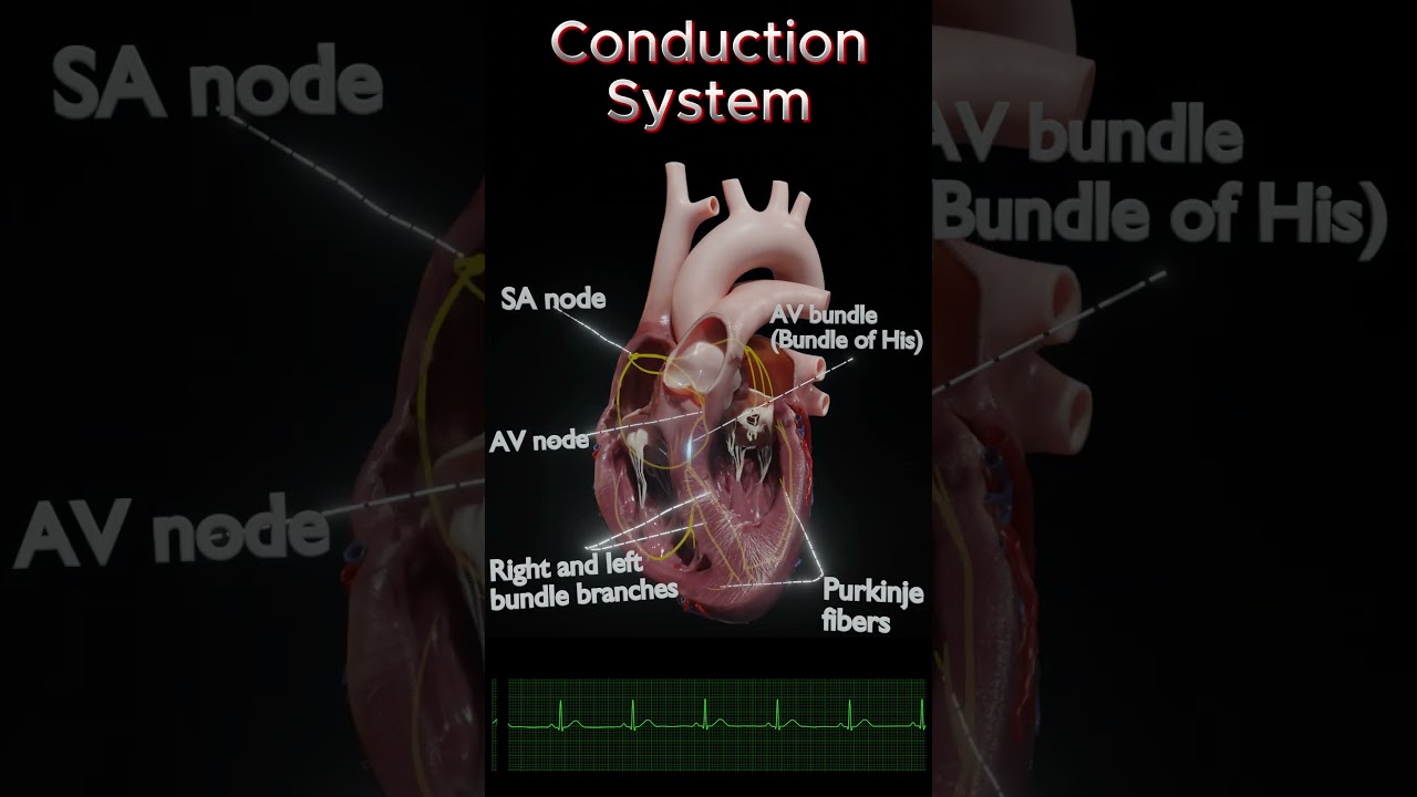 Cardiac Conduction System Explained | SA Node, AV Node, NSR & Arrhythmias