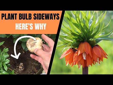 How to Plant FRITILLARIA BULBS Correctly for a GUARANTEED Spring Display & Annual Re-Growth