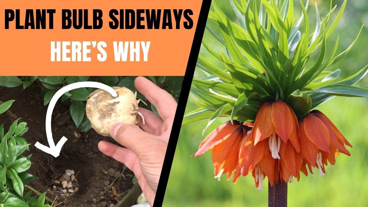 How to Plant FRITILLARIA BULBS Correctly for a GUARANTEED Spring Display & Annual Re-Growth