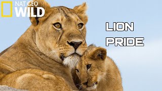 Lion Pride 2020 -  Working Together To Survive | National Geographic Documentary HD (Wild Life)