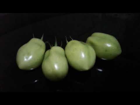 download lagu mp3 mp4 Acid Free Tomatoes Nz, download lagu Acid Free Tomatoes Nz gratis, unduh video klip Acid Free Tomatoes Nz